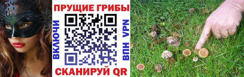 купить закладку Костерёво Галлюциногенные грибы Cubensis